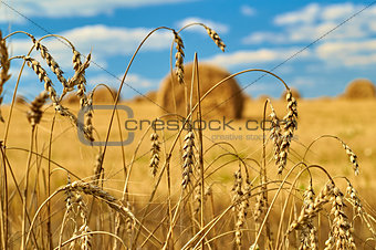 Ears of wheat and hay bales