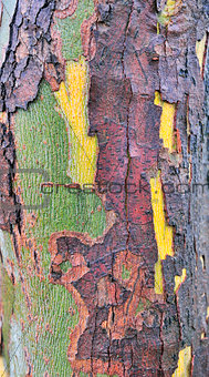 Tree bark texture 