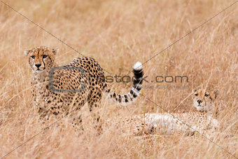 coalition of cheetah