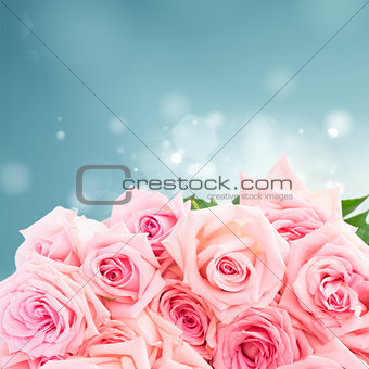 Pink blooming roses
