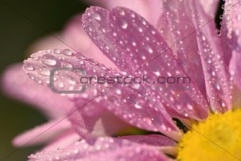 Macro shot of drops on flower. Beautiful natural pink blurred background.