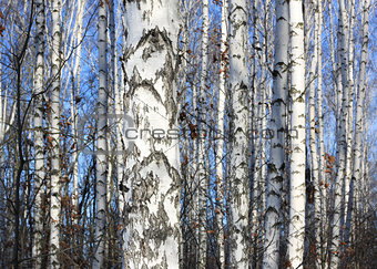 Birch trees in bright sunshine