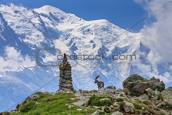 Ibex, Range of Mont-Blanc, French Alps