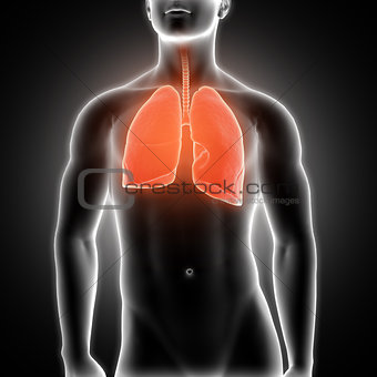 3D medical male figure with lungs highlighted