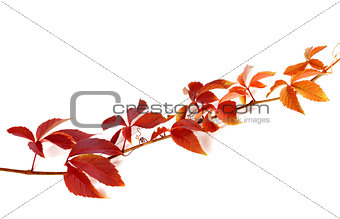 Twig of autumn grapes leaves