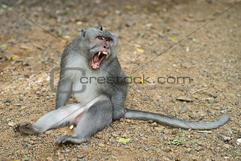 Monkey showing fangs