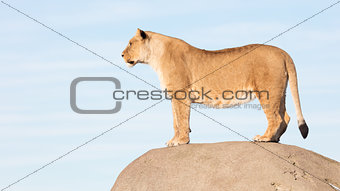 Lioness watching from a rock