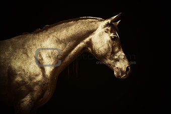 Arabian gold horse portrait on black background, colored art