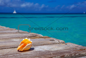 Sea shell on wooden background.