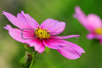 Pink Cosmos flower isolated.