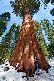 person enjoying sequoia NP