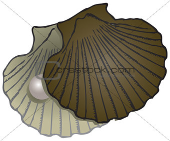 Pearl Mussel shells