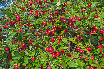 Ripe red apples on an apple tree