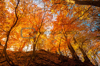 Golden autumn in the forest