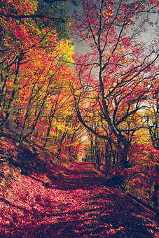 Majestic colorful forest