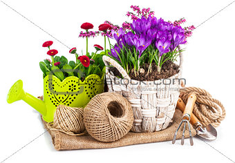 Garden flowers crocus in wicker basket
