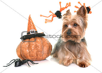 yorkshire terrier and halloween