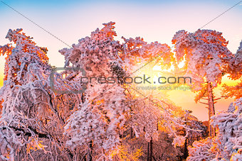 Winter sunrise landscape in Huangshan National park.