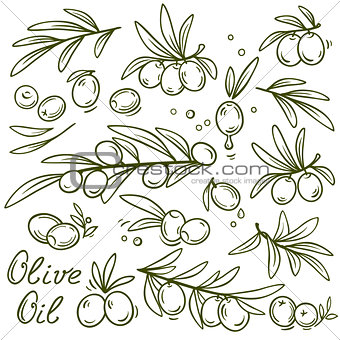 set of graphic olive branches