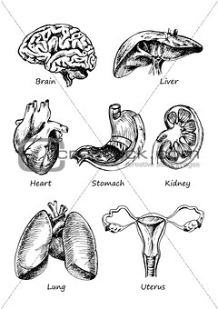 human organs in sketches style set. Vector illustration background