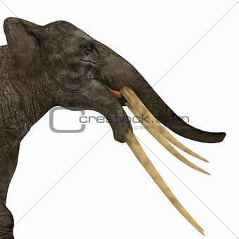 Stegotetrabelodon Elephant Head