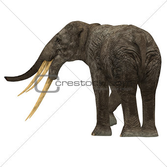 Stegotetrabelodon Elephant Tail