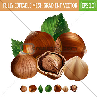 Hazelnuts on white background. Vector illustration