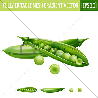 Green peas on white background. Vector illustration