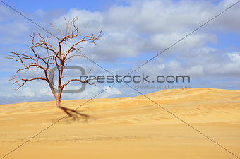 Dead tree in sandy desert landscape