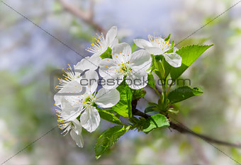 Flowering branche of cherry on a blurred background