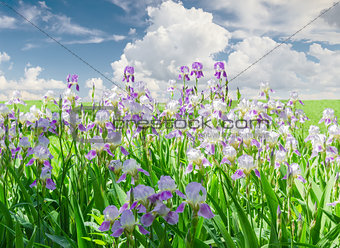 Flowering irises against the sky with clouds