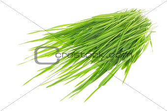 Green sprout of wheat and rye.