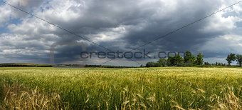 Panorama ripening wheat field