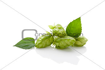 Hops isolated.