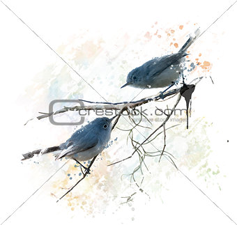 Blue-gray Gnatcatchers watercolor