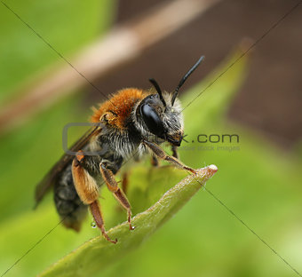 Small bee on green leaf macro