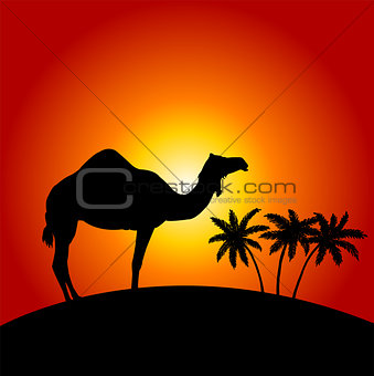 Silhouette of camel on the sunset background