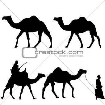 Silhouettes of camels with camel drovers