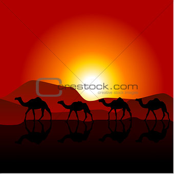 Silhouettes of caravan of camels on desert sunset 