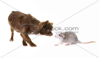 puppy chihuahua and rat