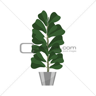 Ficus. Deciduous plant in flowerpot. House plant realistic icon for interior decoration . Coniferous plant in flowerpot. vector illustration