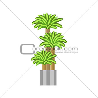 Dragon trees. Deciduous plant in flowerpot. House plant realistic icon for interior decoration . Coniferous plant in flowerpot. vector illustration