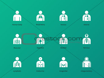 Human body systems pictograms on green background.