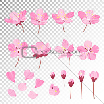 Set of beautiful cherry tree flowers isolated on wite background. Collection of pink sakura or apple blossom, japanese cherry tree. Floral spring design elements.Cartoon style vector illustration