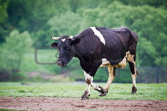 Black-flecked breed cow on a green meadow in the early morning