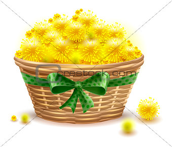 Yellow mimosa flowers full wicker basket