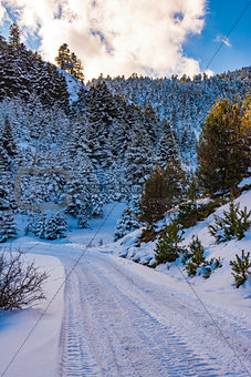 Snow road at Ziria mountain with fir trees covered with snow on a winter day, South Peloponnese, Greece