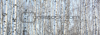 The trunks of birch trees with white bark