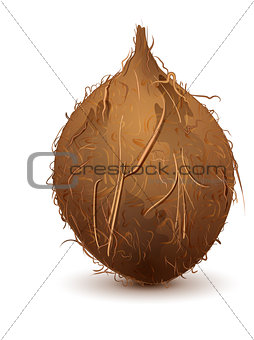 Brown shaggy coconut stands upright