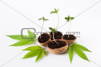 Cannabis growing plant cannabis green green leaf